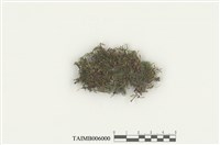 藏品(蘚氏簑毛苔)的圖片